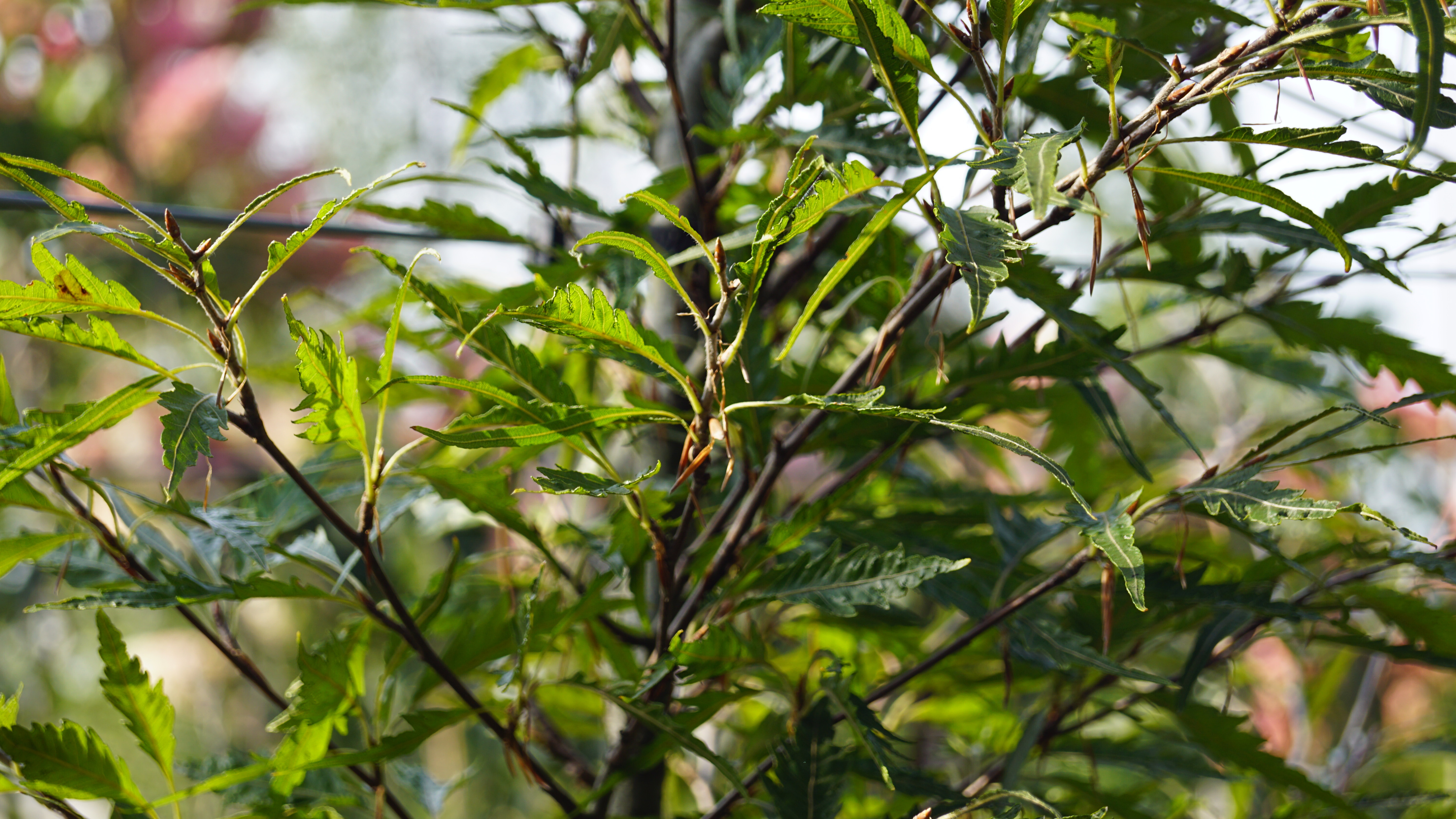 Fagus sylvatica 'Aspleniifolia' (2)